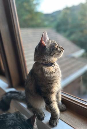 Cats, Kittens, Kitties Adoption (campbell)63941740337027120