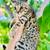 Savannah kittens 3 thumbnail