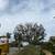 (Gonzalez Bros Tree Services ), Palm and, Trees Trimming Tree services 17 thumbnail