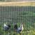 Egyptian Fayoumis Rooster 5 thumbnail
