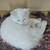 Ragdoll mix kitties 2 thumbnail