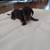 Dachshund Puppies- Rehoming Now 2 thumbnail