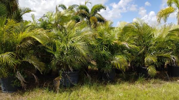 Seasonal Clearance Event! 🌿Areca Palm Hedge 25 gal 1