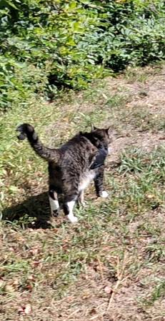 Avistamiento de gato quizás PERDIDO (Líbano)63678413969793122
