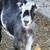 DWARF GOATS 2 thumbnail