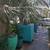 12 Foot Tall Rare Bolivian Mountain Coconut Palm Tree Huge Stucco Pot 4 thumbnail