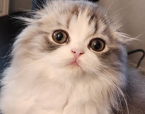 Scottish Fold Kittens 1