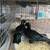 Bantam Call Ducks 2 thumbnail