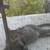 Someone please help this mama cat! 1 thumbnail