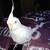 Cockatiels white face and reg and1 albino 1 thumbnail