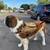 Saint Bernard 4 thumbnail