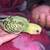 Parakeets 6 thumbnail