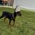 European Doberman pup 2 thumbnail