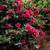 Japanese Camellia Ruby Glow RedFlower plant 2 thumbnail