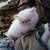 Persian kitten flame point 3 thumbnail
