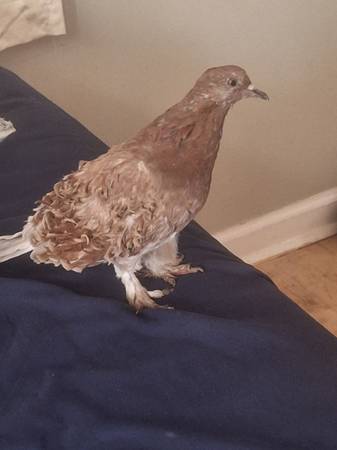 Friendly pigeons (Cullman al)64151734056963124
