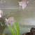 Angel Fish,  Angelfish, Fresh water 3 thumbnail