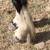 Gypsy cross filly 5 thumbnail