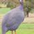 French guinea fowl chicks 1 thumbnail