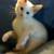 Manx kitten 1 thumbnail