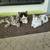 In search of a good home - rehoming kittens 1 thumbnail