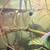 Aquarium fish 4 thumbnail