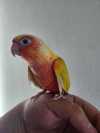 Rehoming Suncheek Conure (fremont / union city / newark)63836592405505123