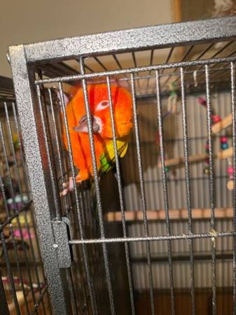Conures solares (San Luis)565454867698165766
