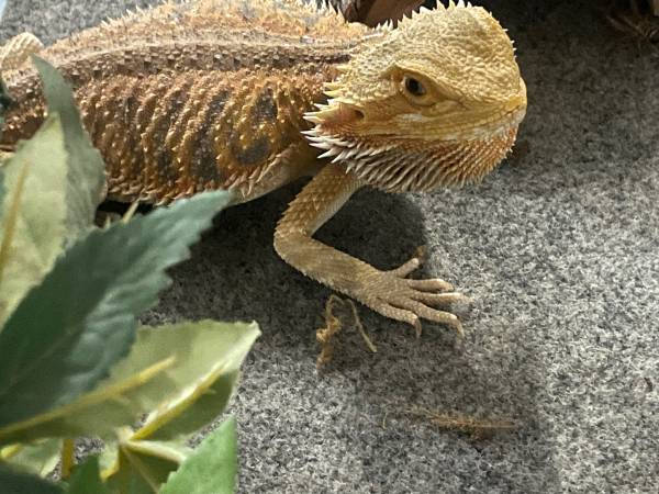 Dragón barbudo necesita hogar para siempre63686641308803122