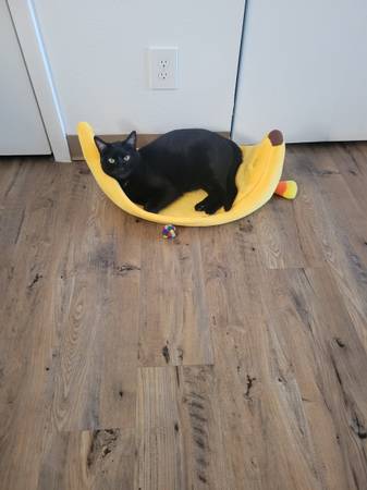 Large beautiful Black male cat 1