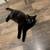 Black cat 1 thumbnail