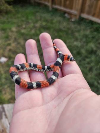 Tricolor hognose snake 1
