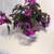 ACHIMENES 'PURPLE KING'-Unusual Houseplant & Stunning Accent 6 thumbnail