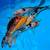 Large domestic butterfly koi 4 thumbnail