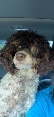Female and male mini poodles63812867419137122