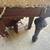 CHAIR ANTIQUE Springs Cushon 5 thumbnail