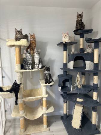 Cute Maine coon kittens. 1