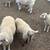Sheep 1 thumbnail