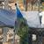 Peacocks 2 thumbnail