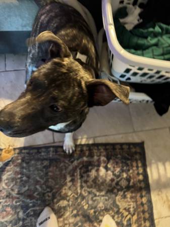ISO someone to adopt farm dog! (Copperas Cove)63839343661441121