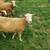 Purebred Katahdin Sheep 5 thumbnail