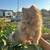 Pomeranian puppy 1 thumbnail