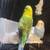 Parakeets Need Home 3 thumbnail