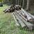 Red pine logs 3 thumbnail