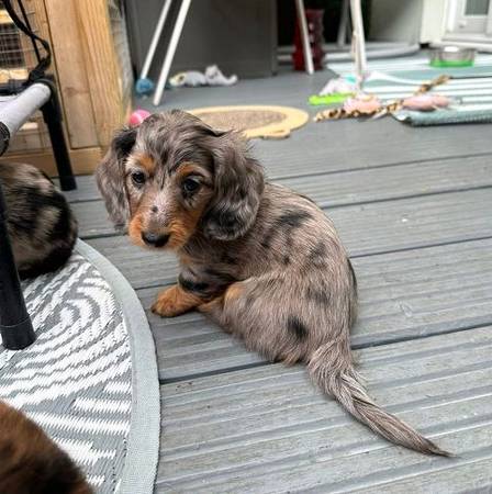 Affectionate pupsDachshund 1