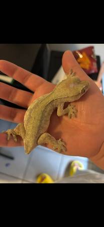 Geckos 1