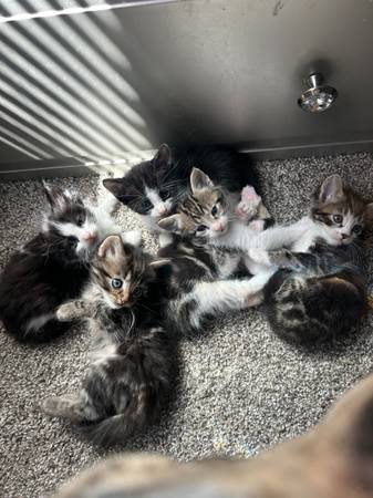 kittens 1