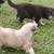 **Free Puppies** Great Pyranese mix 3 thumbnail