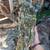 Wood 12 thumbnail