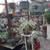 Big  Plants for good prices. Open 10-5p.m. 15 thumbnail